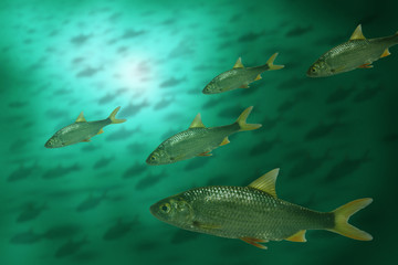 Naklejka premium roach in water