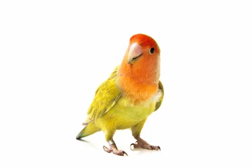 Abwaschbare Fototapete Papagei farbige Turteltauben