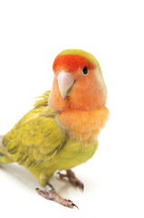 Lovebird colors