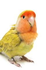 Lovebird colors