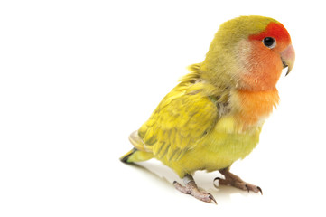 Lovebird colors