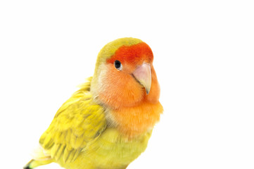 Lovebird colors