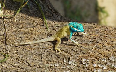 Naklejka na ściany i meble Bright color lizard (pangolin) on a tree