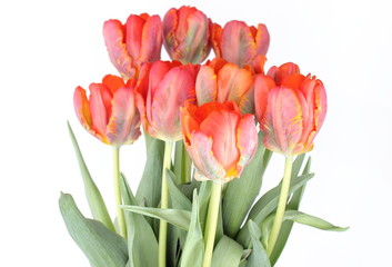 Red tulips on white background