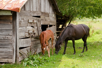 Horses By The Barn