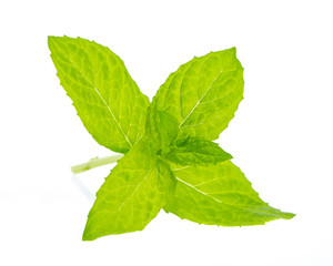 Frische Minze auf weißem Hintergrund