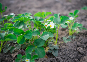 flowering strawberries in the garden