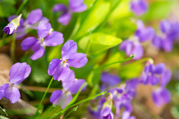 Fototapeta na wymiar Spring forest flowers
