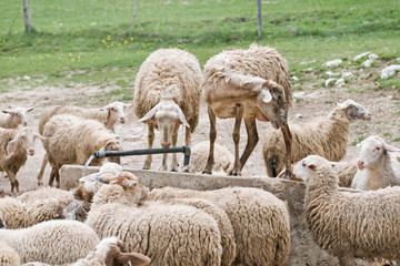Fototapeta premium thirsty sheep