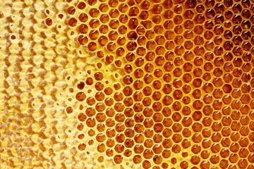 yellow beautiful honeycomb with honey, background