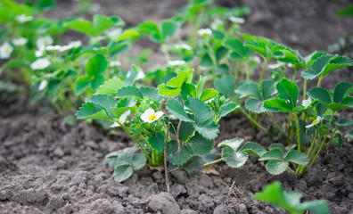 flowering strawberries in the garden