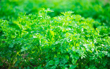 parsley growing
