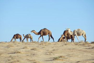 Camel grazing grass