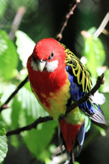 Parrot (Eastern Rosella)