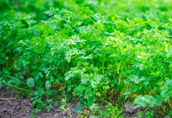 parsley growing