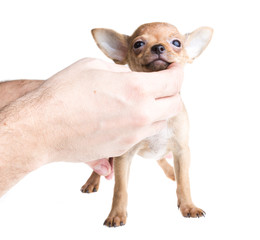 short haired chihuahua puppy in front of a white background