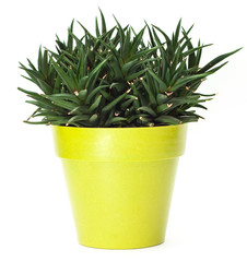 Green plant in pot