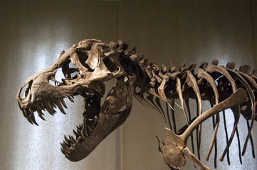 Fototapeta premium Szkielet Tyrannosaurus Rex