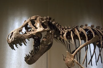 Fotobehang Dinosaurussen Tyrannosaurus Rex skelet  © atm2003