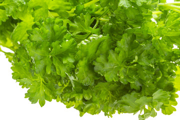 Ripe fresh Parsley