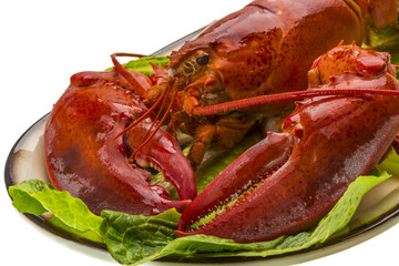 Large Lobster