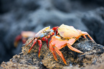 Sally lightfoot crabs