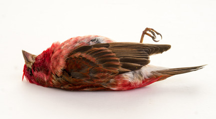 Dead Bird