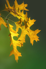 Naklejka premium Yellow leaves background