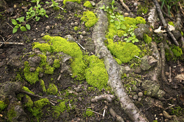 Moss on a tree trunk