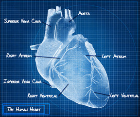 The Human heart blueprint concept.