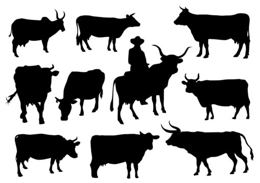 Bulls and cows silhouettes