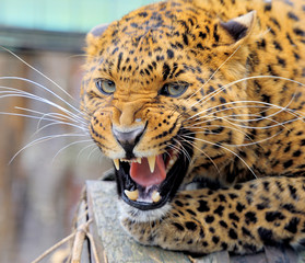 Obraz premium Leopard