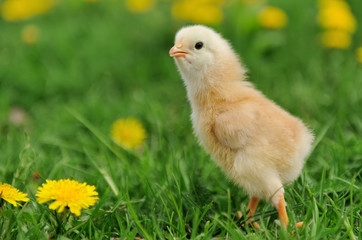 Little chicken
