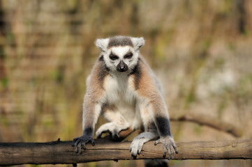 Lemur