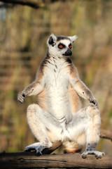 Lemur