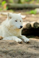 Fototapeta premium White wolf