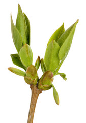 Blossoming buds on tree isolated on white
