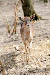 Deer on forest