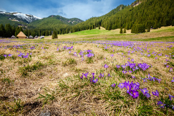 Beautiful crocus flowers in Tatry