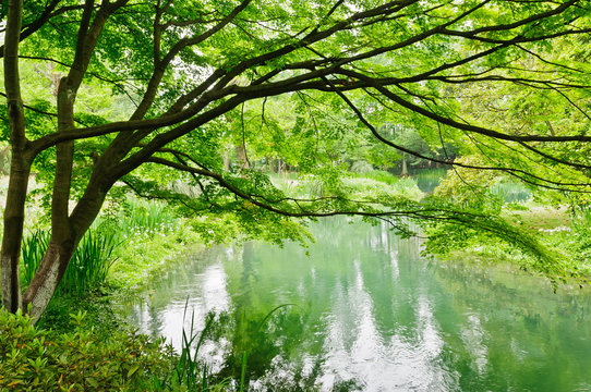 Maple Trees By The Small  River