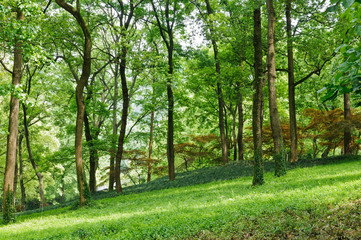 woods