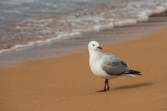 basking seagull on beach