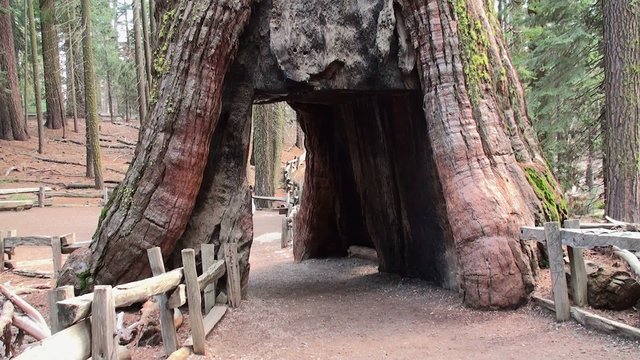 A Tourist passes through the gate "California Tunnel Tree"