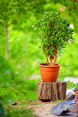 beautiful Crassula tree, on colorful background