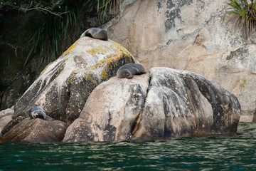 basking fur seals