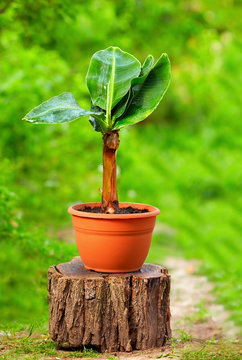 Young Potted Banana Plant, On Colorful Background