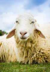 close up of a sheep