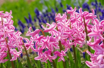 Hyazinthe - hyacinth 04