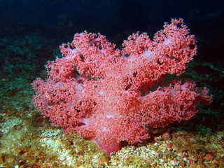 Soft coral, Philippine sea, island Mindoro