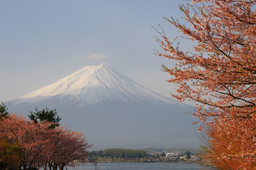 Mt. Fuji with Cherry Blossom